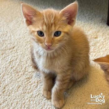 Domestic Short Hair Cats Available for Adoption in Washington, District Of Columbia - Bitty Frank | PetCurious