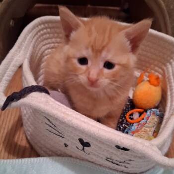 Amir -  Domestic Short Hair Cat for Adoption in Buffalo, New York - Amir | PetCurious