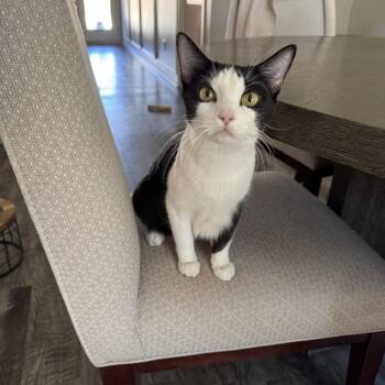 Rescue Domestic Short Hair Cats for Adoption in North Richland Hills, Texas - Pheonix & Babies | PetCurious