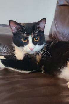 Rescue Domestic Short Hair Cats for Adoption in Dallas, Texas - Lotus | PetCurious