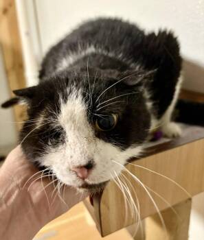 Scruffy -  Domestic Short Hair Cat for Adoption in St. Peters, Missouri - Scruffy | PetCurious