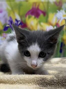 Ginny -  Domestic Short Hair Cat for Adoption in San Antonio, Texas - Ginny | PetCurious