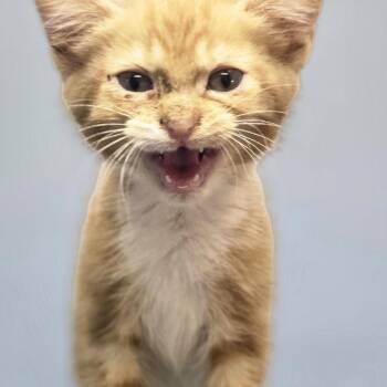 Fred -  Domestic Short Hair Cat for Adoption in Huntsville, Alabama - Fred | PetCurious