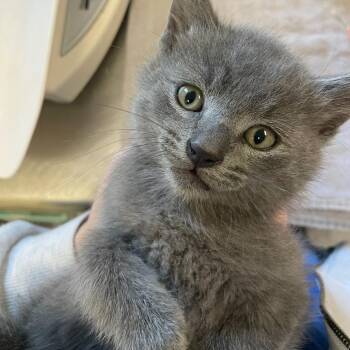 Whisper -  Domestic Medium Hair Cat for Adoption in Charlottesville, Virginia - Whisper | PetCurious