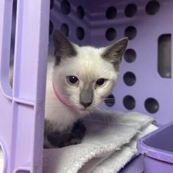 Bunny -  Domestic Short Hair Cat for Adoption in Auburn, Alabama - Bunny | PetCurious