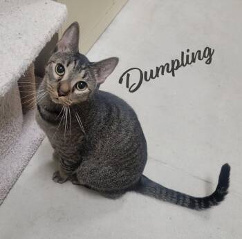 Dumpling #brother-of-Dim-Sum -  Tabby and Domestic Short Hair Cat for Adoption in Houston, Texas - Dumpling #brother-of-Dim-Sum | PetCurious