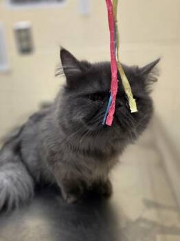 Empanada -  Persian and Domestic Short Hair Cat for Adoption in Westland, Michigan - Empanada | PetCurious