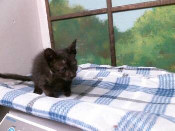 Domestic Short Hair Cats Available for Adoption in Houston, Texas - A2074736 | PetCurious