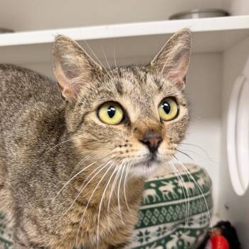 Brie -  Domestic Short Hair Cat for Adoption in Stillwater, Oklahoma - Brie | PetCurious