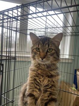 Domestic Long Hair Cats Available for Adoption in Trenton, Maine - Jort | PetCurious