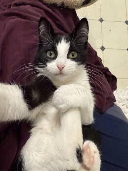 Rescue Domestic Short Hair Cats for Adoption in Stoughton, Wisconsin - Spin | PetCurious