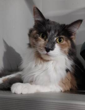 Domestic Long Hair Cats Available for Adoption - Marbles * IN FOSTER * | PetCurious