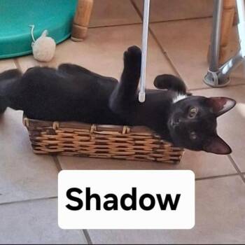 SHADOW -  Domestic Short Hair Cat for Adoption in Gresham, Wisconsin - SHADOW | PetCurious