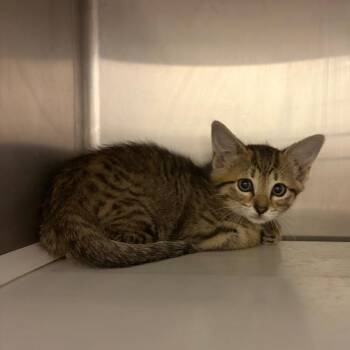 Lagoona -  Domestic Short Hair Cat for Adoption in Council Bluffs, Iowa - Lagoona | PetCurious