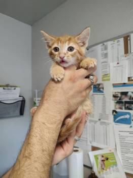 Domestic Short Hair Cats Available for Adoption in Bolivar, Missouri - Boomerang | PetCurious