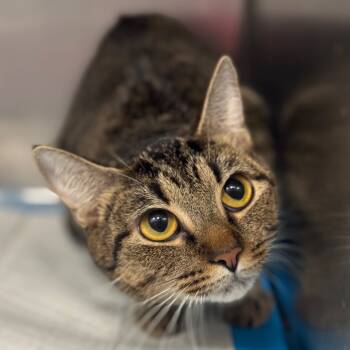 Rescue Domestic Short Hair Cats for Adoption in Greensboro, North Carolina - TIGER LILY | PetCurious