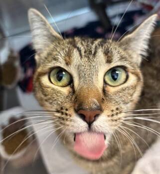 Winnie -  Domestic Short Hair Cat for Adoption in Dublin, California - Winnie | PetCurious