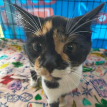 Fendi -  Domestic Short Hair Cat for Adoption in Riverwoods, Illinois - Fendi | PetCurious