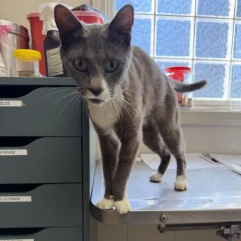 Domestic Short Hair Cats Available for Adoption - TUSC-Stray-83430 | PetCurious