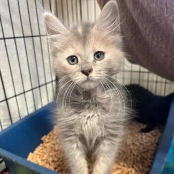 Orchard -  Domestic Medium Hair Cat for Adoption in Bethel, Connecticut - Orchard | PetCurious