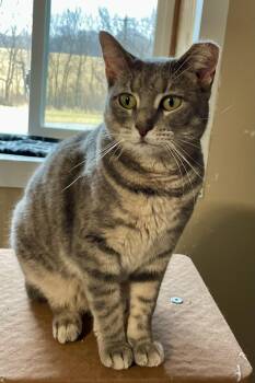 Domestic Short Hair Cats Available for Adoption - Sami | PetCurious