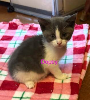Dopey -  Domestic Short Hair Cat for Adoption in Westfield, Massachusetts - Dopey | PetCurious