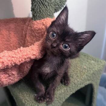 Prue -  Domestic Short Hair Cat for Adoption in Nashville, Tennessee - Prue | PetCurious