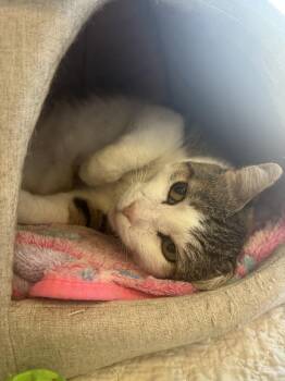 Moose -  Domestic Short Hair Cat for Adoption - Moose | PetCurious
