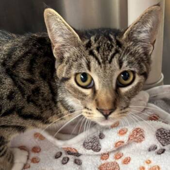 Rescue Domestic Short Hair Cats for Adoption in Riverside, California - Hannah | PetCurious