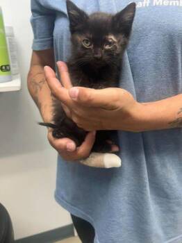 Sue Lee 1 -  Domestic Short Hair Cat for Adoption in Sullivan, Indiana - Sue Lee 1 | PetCurious