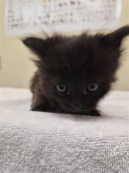 Domestic Long Hair Cats Available for Adoption in Fremont, California - A198050 | PetCurious