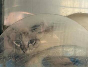 Francis-Barn cat -  Domestic Medium Hair and Domestic Short Hair Cat Available for Adoption in Lampasas, Texas - Francis-Barn Cat | PetCurious