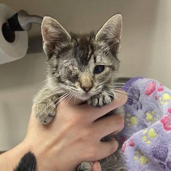 Beyelor -  Domestic Short Hair Cat for Adoption in Goleta, California - Beyelor | PetCurious
