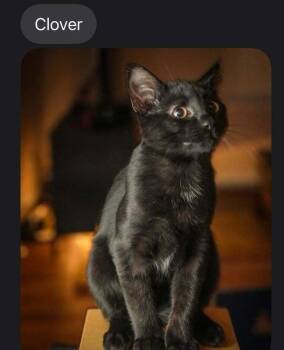 Clover -  Domestic Short Hair Cat for Adoption in Lewisburg, Pennsylvania - Clover | PetCurious