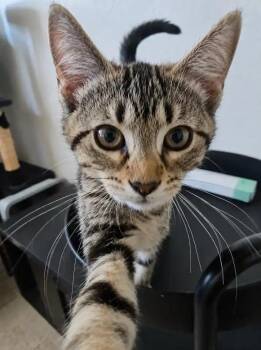 Holly D -  Tabby Cat Available for Adoption in Fresno, California - Holly D | PetCurious