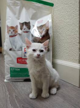 Trefoil -  Domestic Short Hair Cat for Adoption in Davis, California - Trefoil | PetCurious
