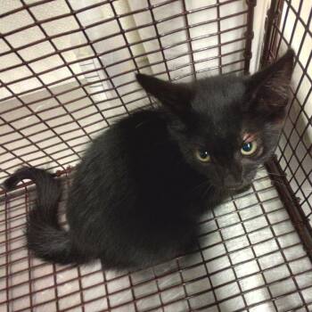 IVHS-A-141095 -  Domestic Short Hair Cat for Adoption in San Gabriel, California - IVHS-A-141095 | PetCurious