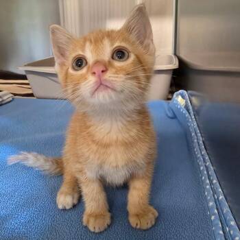 Pumpkin Spice Latte -  Domestic Short Hair Cat for Adoption in Oak Brook, Illinois - Pumpkin Spice Latte | PetCurious