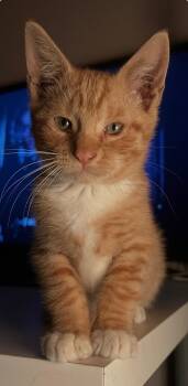 Biff -  Domestic Short Hair Cat for Adoption in North Haledon, New Jersey - Biff | PetCurious