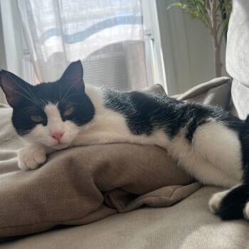 Rescue Domestic Short Hair Cats for Adoption - Betty | PetCurious