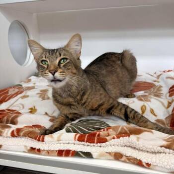 Bobsey -  Domestic Short Hair Cat Available for Adoption in Jupiter, Florida - Bobsey | PetCurious