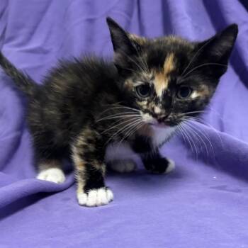 EVIE -  Domestic Short Hair Cat for Adoption in Richmond, California - EVIE | PetCurious