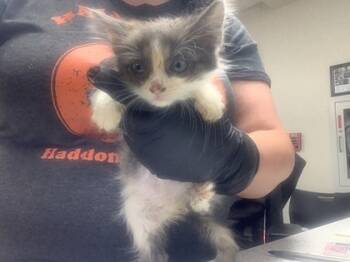 Rescue Domestic Short Hair Cats for Adoption in Fort Worth, Texas - 2 | PetCurious