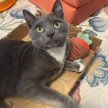Kirby -  Domestic Short Hair Cat for Adoption in New York, New York - Kirby | PetCurious
