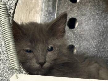 EMILY -  Domestic Short Hair Cat for Adoption in Colorado Springs, Colorado - EMILY | PetCurious