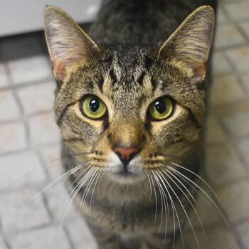 Zen -  Domestic Short Hair Cat for Adoption in St. Petersburg, Florida - Zen | PetCurious