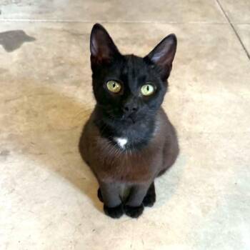 JELINA -  Domestic Short Hair Cat for Adoption in Delhi, Ontario - JELINA | PetCurious