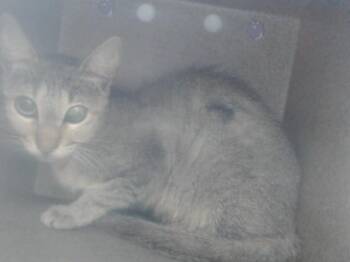 A602118 -  Domestic Short Hair Cat for Adoption in Orlando, Florida - A602118 | PetCurious