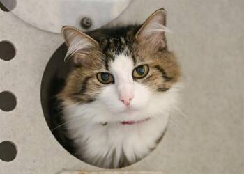 KIKI -  Domestic Long Hair Cat for Adoption in Colorado Springs, Colorado - KIKI | PetCurious