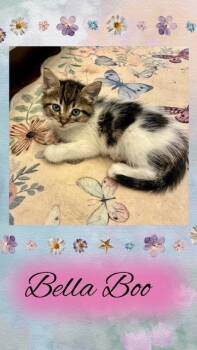 Bella Boo -  Domestic Short Hair Cat for Adoption in Ogden, Utah - Bella Boo | PetCurious